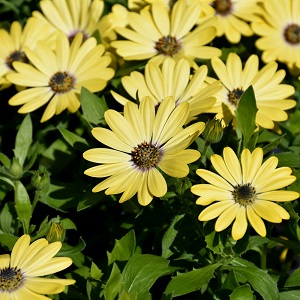 Osteospermum - Tradewinds Lemon Zest